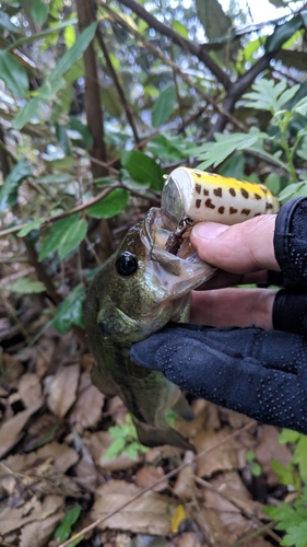 ブラックバスの釣果