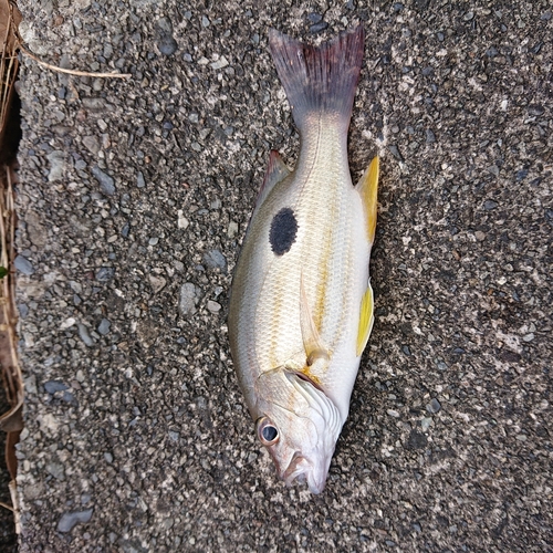 イッテンフエダイの釣果