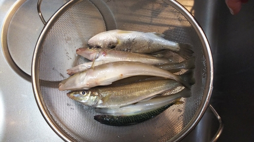 シロギスの釣果