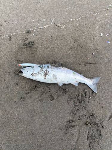 サクラマスの釣果