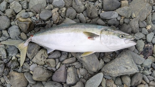 ハマチの釣果