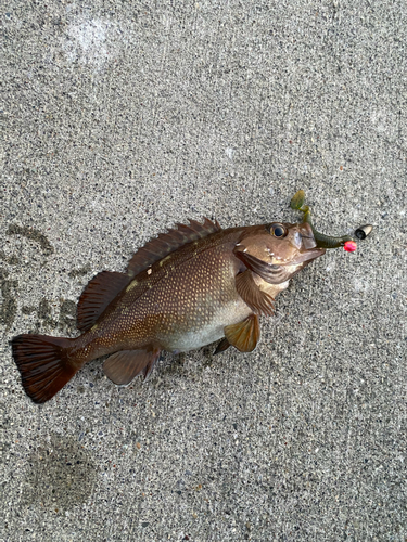 ガヤの釣果