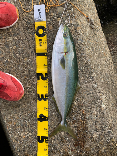 ハマチの釣果