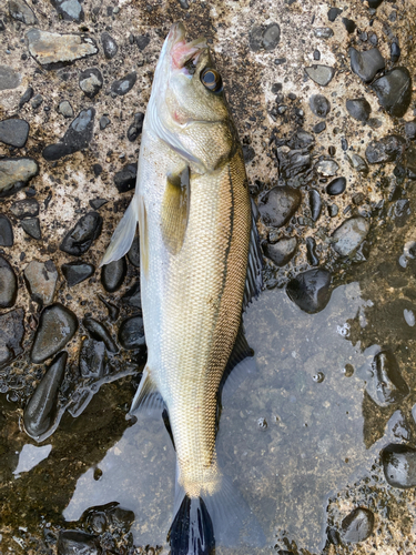 フッコ（マルスズキ）の釣果