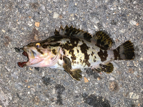 タケノコメバルの釣果