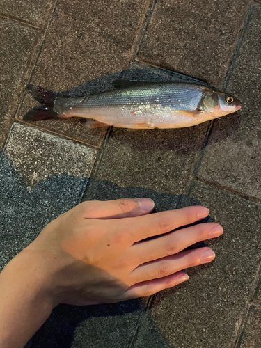 ウグイの釣果