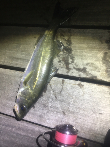 シーバスの釣果