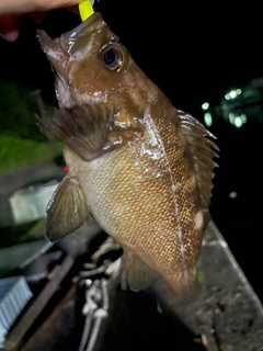 エゾメバルの釣果