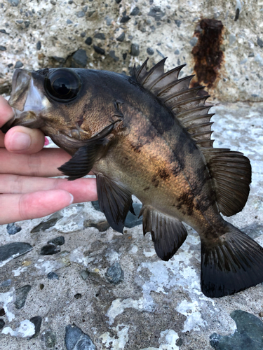 メバルの釣果