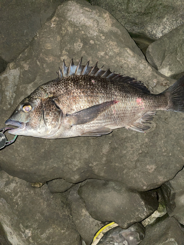 クロダイの釣果