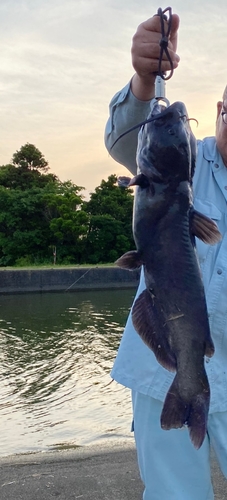 アメリカナマズの釣果