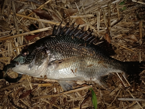 キビレの釣果