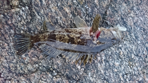 タケノコメバルの釣果