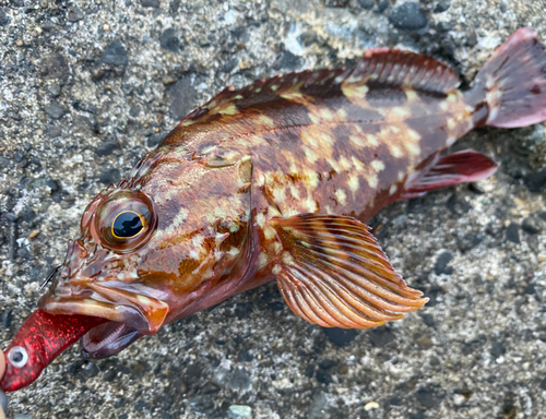 カサゴの釣果