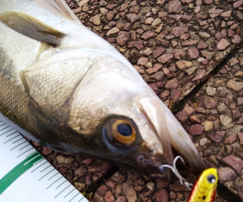 シーバスの釣果