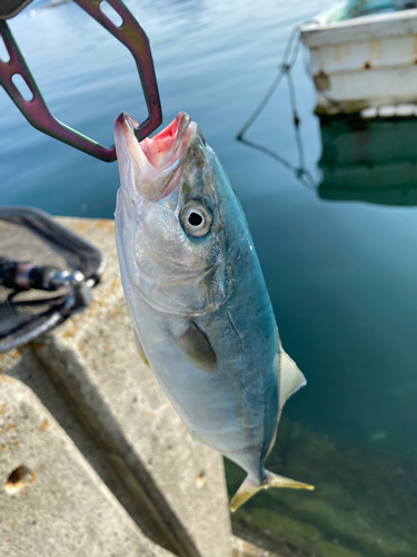 ワカシの釣果