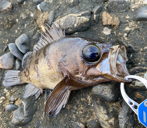 シロメバルの釣果