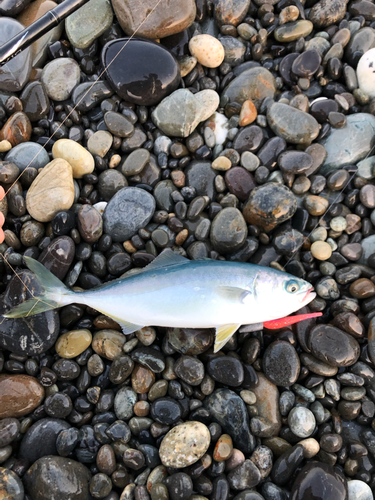 ワカシの釣果