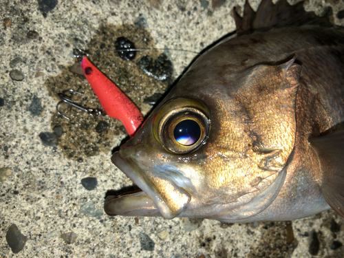 メバルの釣果