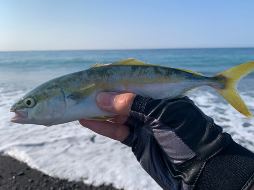 ワカシの釣果