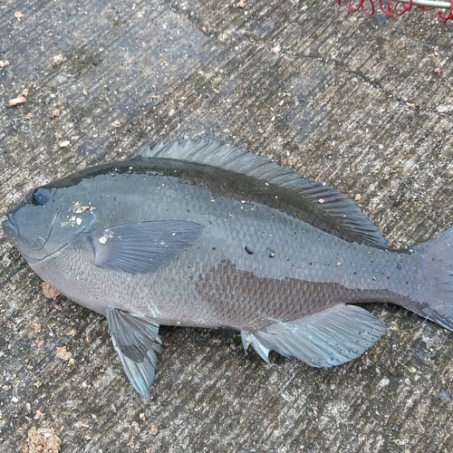 メジナの釣果