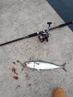 サバの釣果