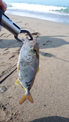 ショゴの釣果