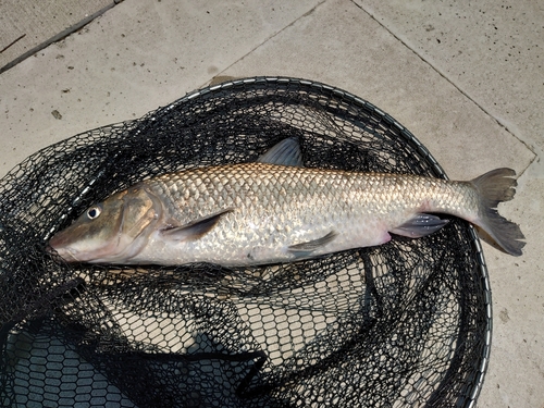 ニゴイの釣果