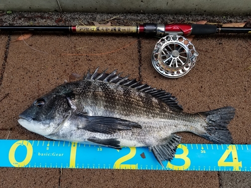 クロダイの釣果