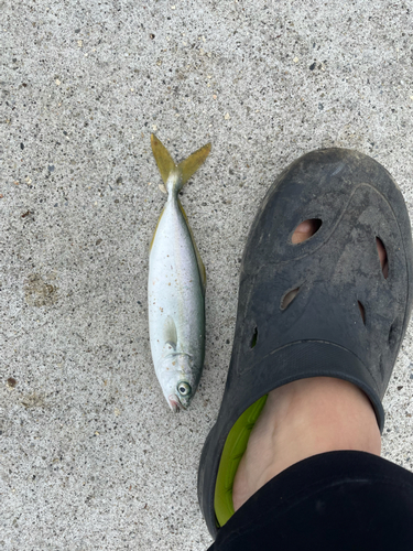 ショゴの釣果