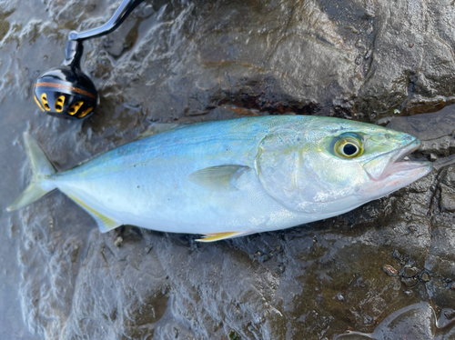 ワカシの釣果