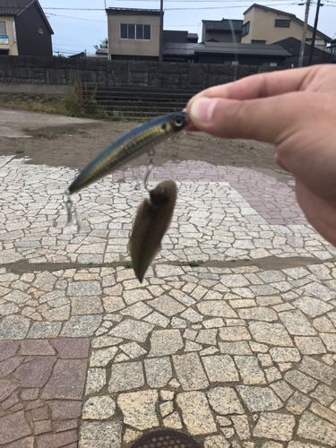 シタビラメの釣果