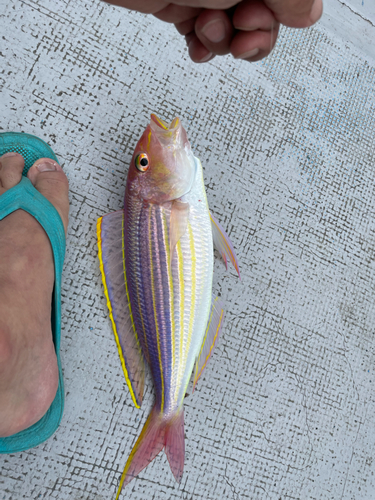 イトヨリダイの釣果