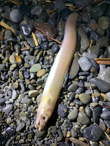 アナゴの釣果