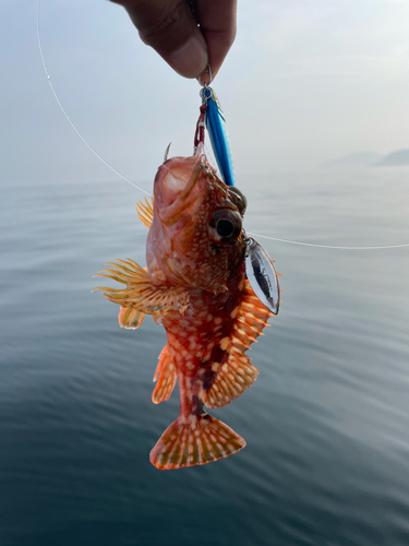 アラカブの釣果