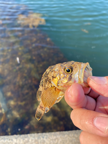 ソイの釣果