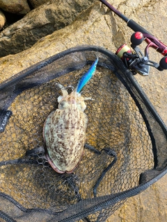 コウイカの釣果