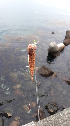 エソの釣果