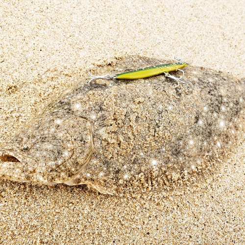 ヒラメの釣果