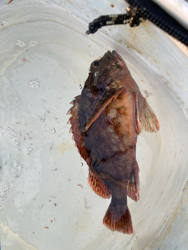 カサゴの釣果