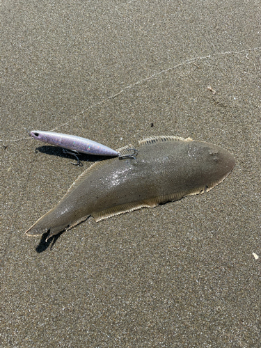 シタビラメの釣果