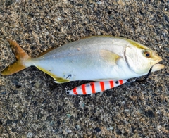 ショゴの釣果