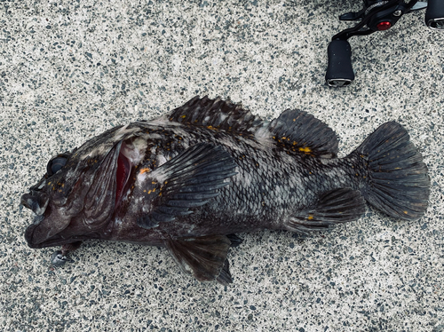 オウゴンムラソイの釣果