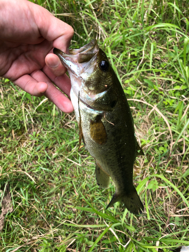 ラージマウスバスの釣果