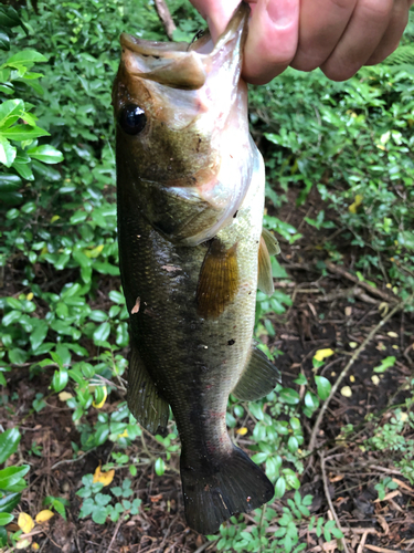 ラージマウスバスの釣果