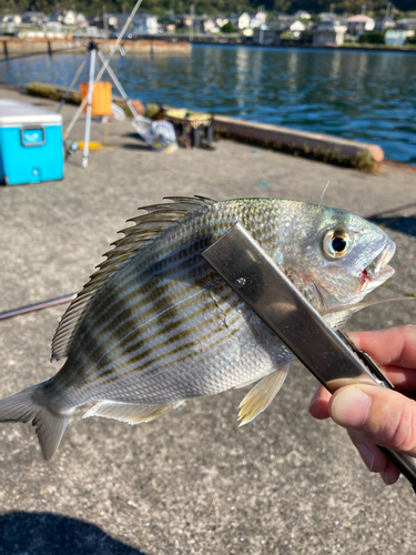 カワハギの釣果