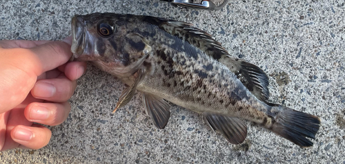 クロソイの釣果