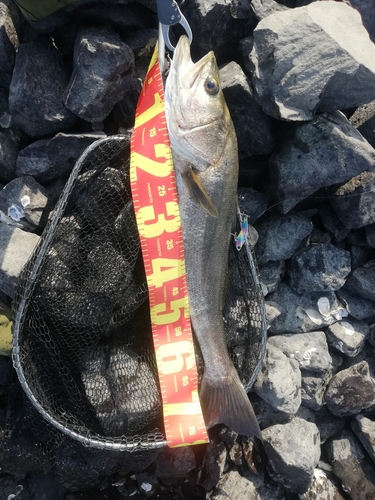 シーバスの釣果