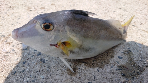 ギマの釣果