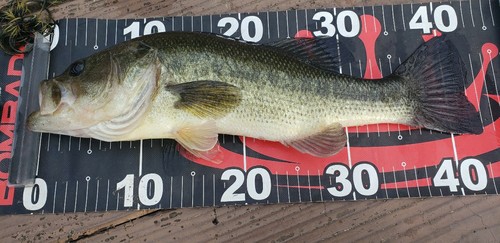 ブラックバスの釣果